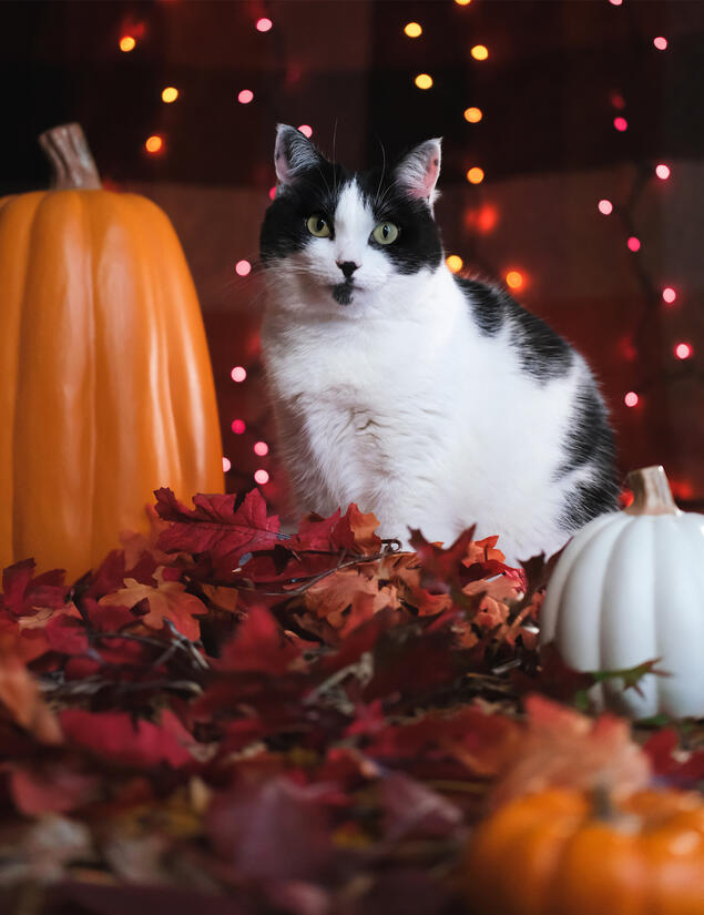 My Favorite Fall Feline (2023)