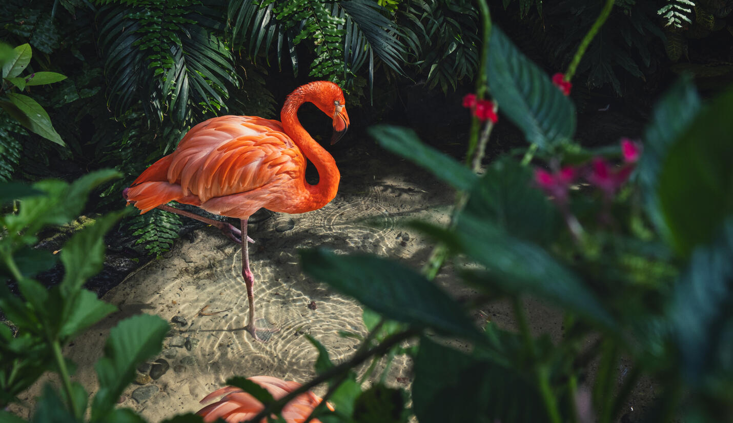 A lone flamingo stands gracefully on one leg in a shallow pond. Its pink feathers contrast with the green water and lush vegetation.