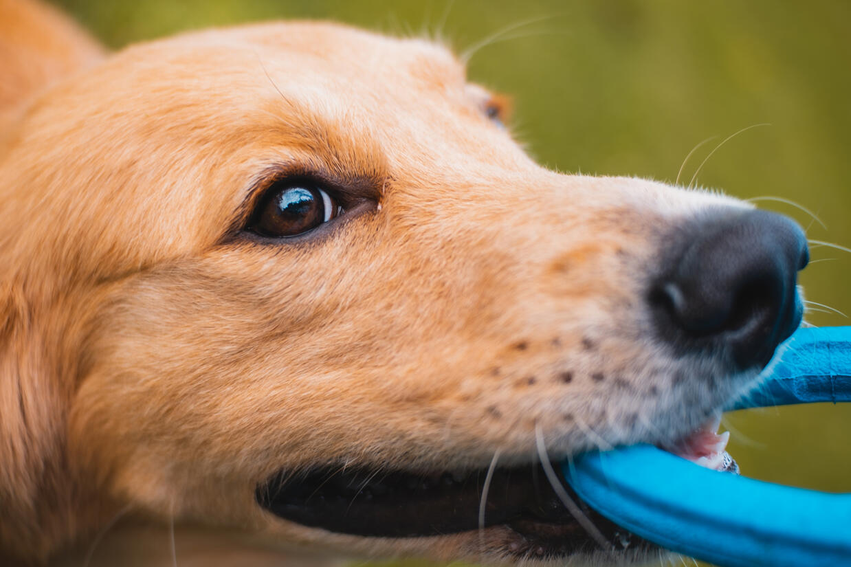 A playful golden retriever clutches a blue toy in its mouth, its eyes glowing with determination.