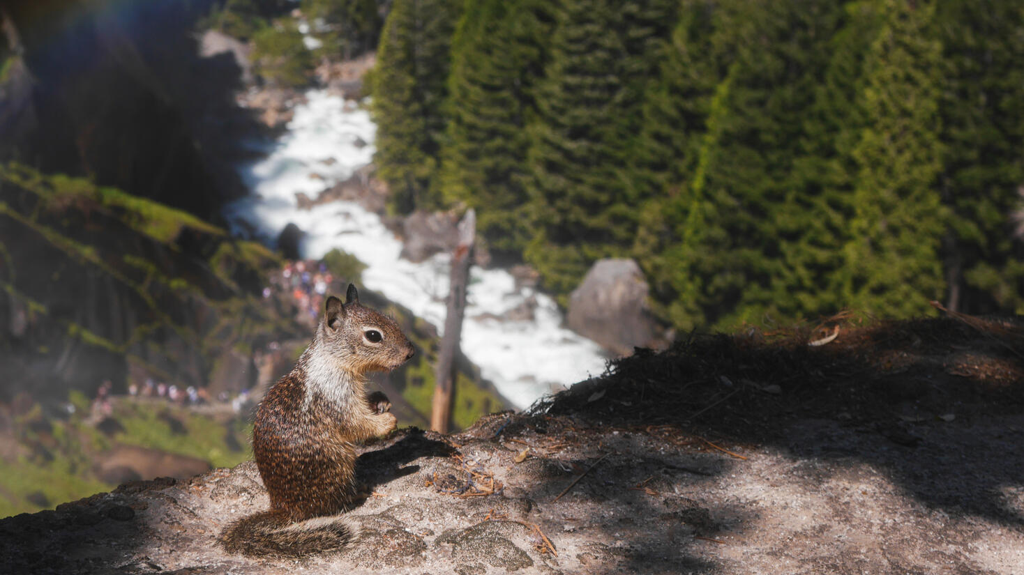 A squirrel enjoys a nut at the edge of Vernal Fall in Yosemite National Park, gazing down at the roaring Mist Trail below.