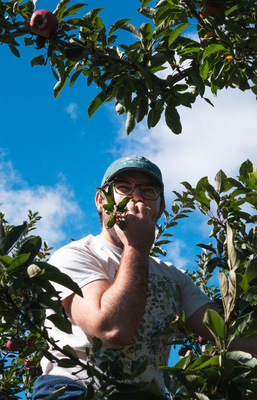 Marco gleefully chomps on a fresh apple, perched high in an apple tree under a bright blue sky. ️