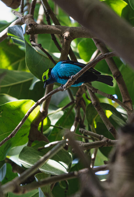 A bright cyan bird with a lime green head is perched on a branch in a lush tropical tree.