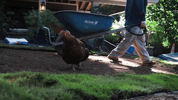 Oasis Landscaping Sod Install